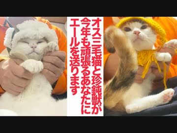 オッドアイの珍獣と美少年オス三毛猫、頑張るあなたにエールを送る