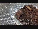 [ストライプニー]タランチュラ飼育日記その９５[面目躍如]