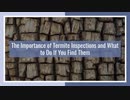 The Importance of Termite Inspections and What to Do If You Find Them