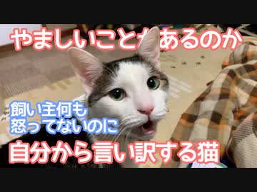 やましいことがあるのか飼い主何も怒ってないのに自ら言い訳する猫 ニコニコ動画