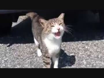 車の下にキジ猫がいたので近付いてみたら何か喋ってきた