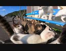 猫島の野良猫たちに朝ご飯をごちそうしてきました