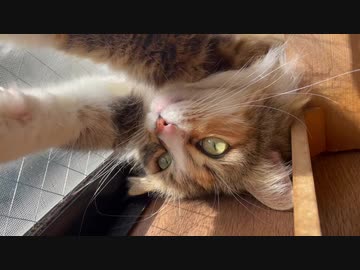 めっちゃ伸びる猫