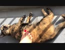 ベランダで日向ぼっこ
