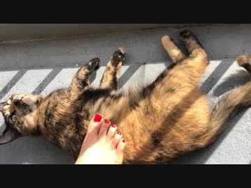 ベランダで日向ぼっこ