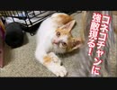 保護コネコチャン、電動お魚と対決する