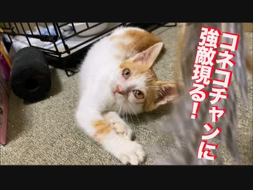 保護コネコチャン、電動お魚と対決する