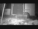 暗視カメラが捉えたマヌケなアライグマが捕獲される瞬間！【トレイルカメラ】