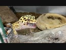[激エモレオパ]タランチュラ飼育日記その９６[まどマギ激熱外しはお家芸]