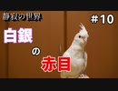 【静寂の世界】＃10 ホワイトフェイスレセッシブルシルバーヘビーシナモンパイド