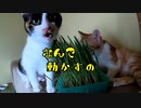 猫草を動かすとビクつく三毛猫がかわゆい【初めての猫草】