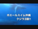 世界最大級の哺乳類！ザトウクジラ・ホエールスイム沖縄