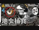 0216B1閲覧注意【ハクセキレイ捕食】猛禽類トビ、ムクドリに食べられるヤスデとミミズ。ミコアイサ。シジュウカラとヒドリガモ鳴き声。カワラヒワ 鶴見川の野鳥 #身近な生き物語 #捕食 #ハクセキレイ