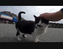 テトラポッドを寝床にする野良猫達は小さな命の炎を懸命に燃やしていた