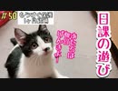 【子猫保護29日】毎日この遊びは欠かしません アップで可愛いアクアちゃん