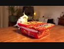 カップ麺をトントンするオカメインコ！