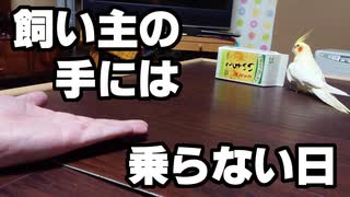 飼い主にそれほど興味のない日（オマケの動画）