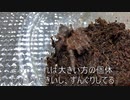 [グラビア撮影]タランチュラ飼育日記その９７[私こそカメラマン]