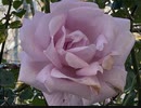 無条件の波動293　～愛の波動を感じて～