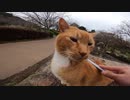 恐る恐る寄ってきた茶トラ猫、トントンするといっぱいモフらせてくれた