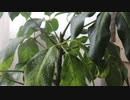 [4k] 植物（しょくぶつ） Plant