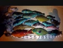 【魚突き】奄美大島 コウイカ タコ ブダイ 2020年5月11日