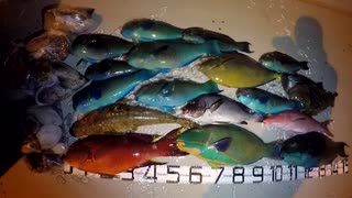【魚突き】奄美大島 コウイカ タコ ブダイ 2020年5月11日