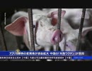 中国でアフリカ豚熱の感染拡大・毒入りワクチンが原因