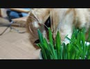 ひとくちねこ動画　猫草を独占する茶トラ