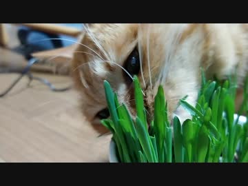 ひとくちねこ動画　猫草を独占する茶トラ