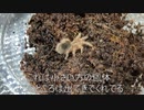 [メメントモリ]タランチュラ飼育日記その９８[タモリ]