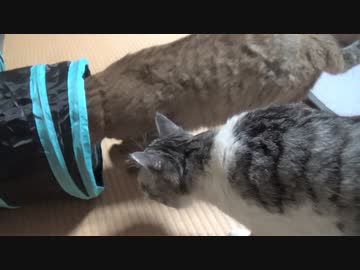 用意していたカメラマン　＃216