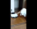 ひとくちねこ動画　びっくりジャンプする三毛猫
