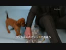 ホモと見るキアヌ・リーヴスと仔犬たち .question