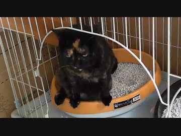 【閲覧注意】猫のトイレを二個置いたら大小分けるのか？