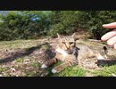警戒しているキジトラ猫、逃げると思いきや結局モフられてしまう