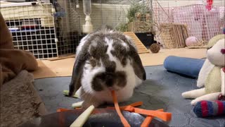 作業用うさこ１