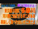 「多摩川」河川敷に自生するオニグルミ、美味しく食べれないか工夫せよ！