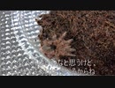 [popmanさんの]タランチュラ飼育日記その９９[画集3150]