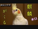 【静寂の世界】＃11 麒麟がシリーズ初登場！