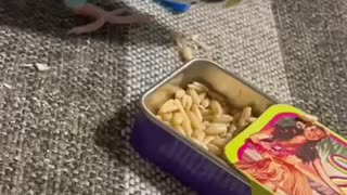 食べこぼすインコ