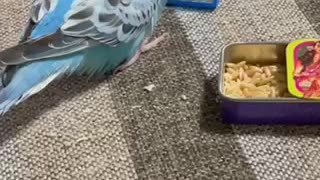 インコ「ウーー！チュンチュン！」