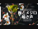 梅とメジロの鳴き声05