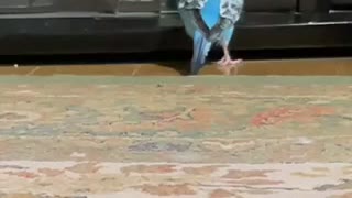 インコ「トゥトゥトゥルットゥットゥッルー♪」