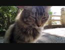 お寺で出会ったモフモフのキジトラ猫様がモフらせてくれた