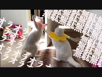 オラオラオラオラァッ！無駄無駄無駄無駄ァッ!!2021