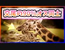 【ゆっくり解説】キリンの交尾の90%はオス同士【今日の豆知識】
