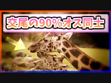 【ゆっくり解説】キリンの交尾の90%はオス同士【今日の豆知識】