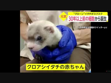 “クローン”イタチがスクスク　30年以上前の細胞から誕生