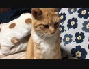 虎猫のあくびに指を突っ込む